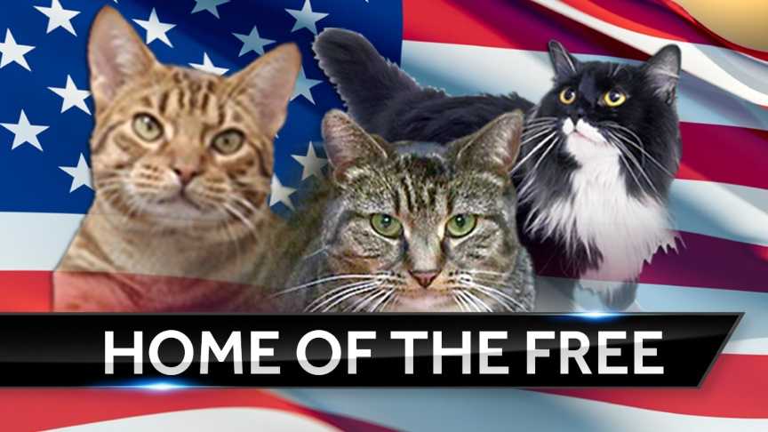 Greenville Co Animal Care To Hold Free Adoption Event For Cats