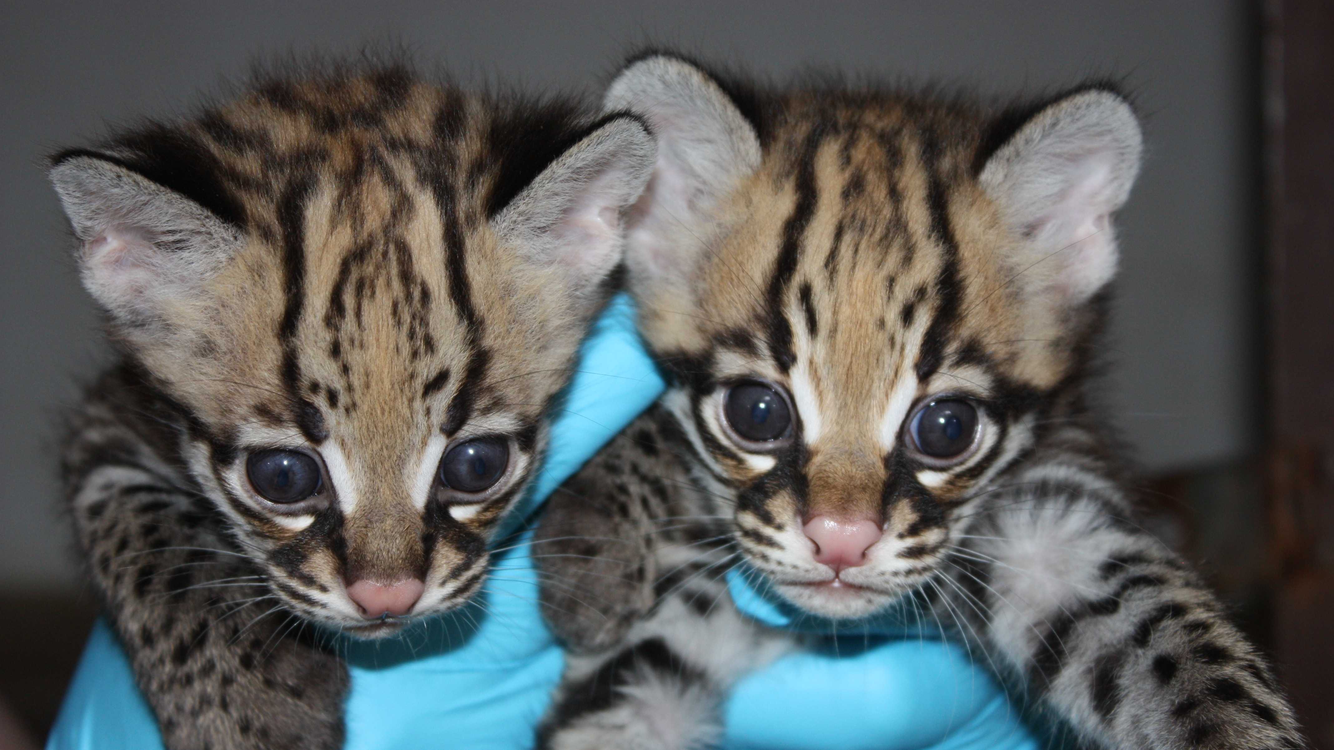 cute baby ocelots