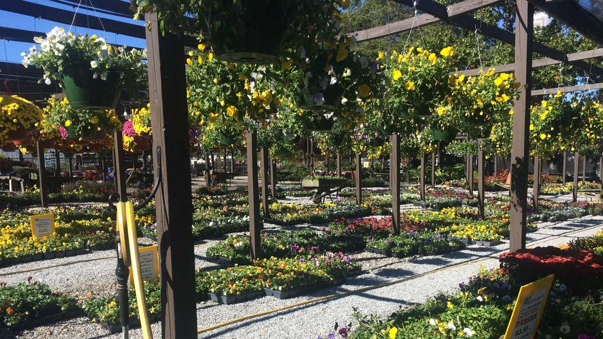 Tips for your garden when the weather turns cold