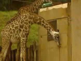 giraffe giving birth gif