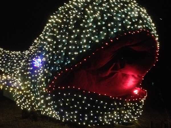 Hollywild Christmas Lights 2022 Hollywild Adds Extra Night To Christmas Light Display