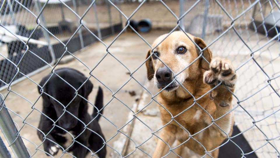 Nearly 600 animals found malnourished, neglected in North Carolina