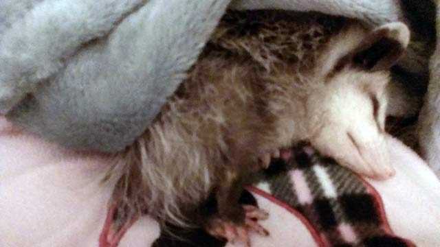 Baby Opossum Beaten To Death By Mall Groundskeepers Rescuers Say