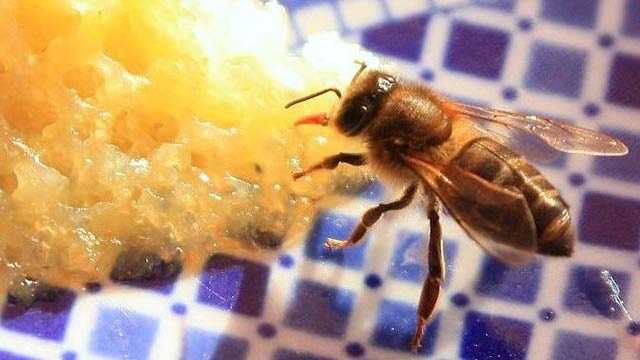 killer bee stinger