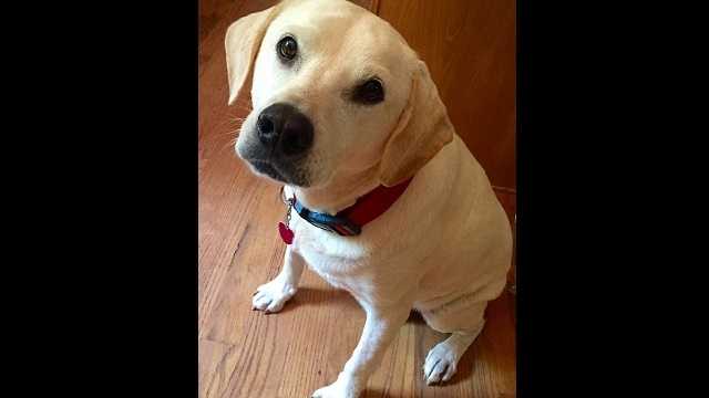 how big should a dog door be for a lab