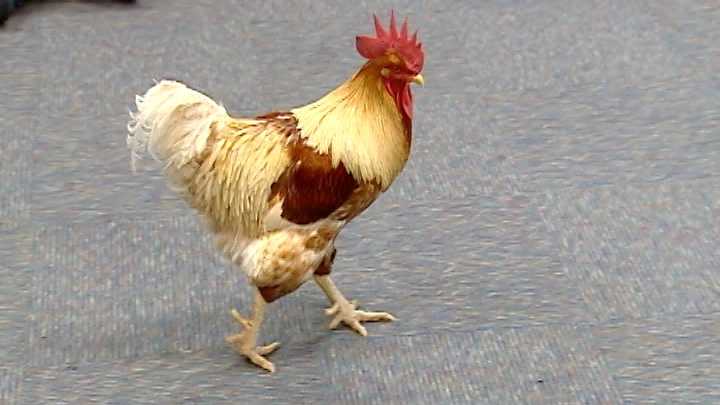 chanticleer rooster