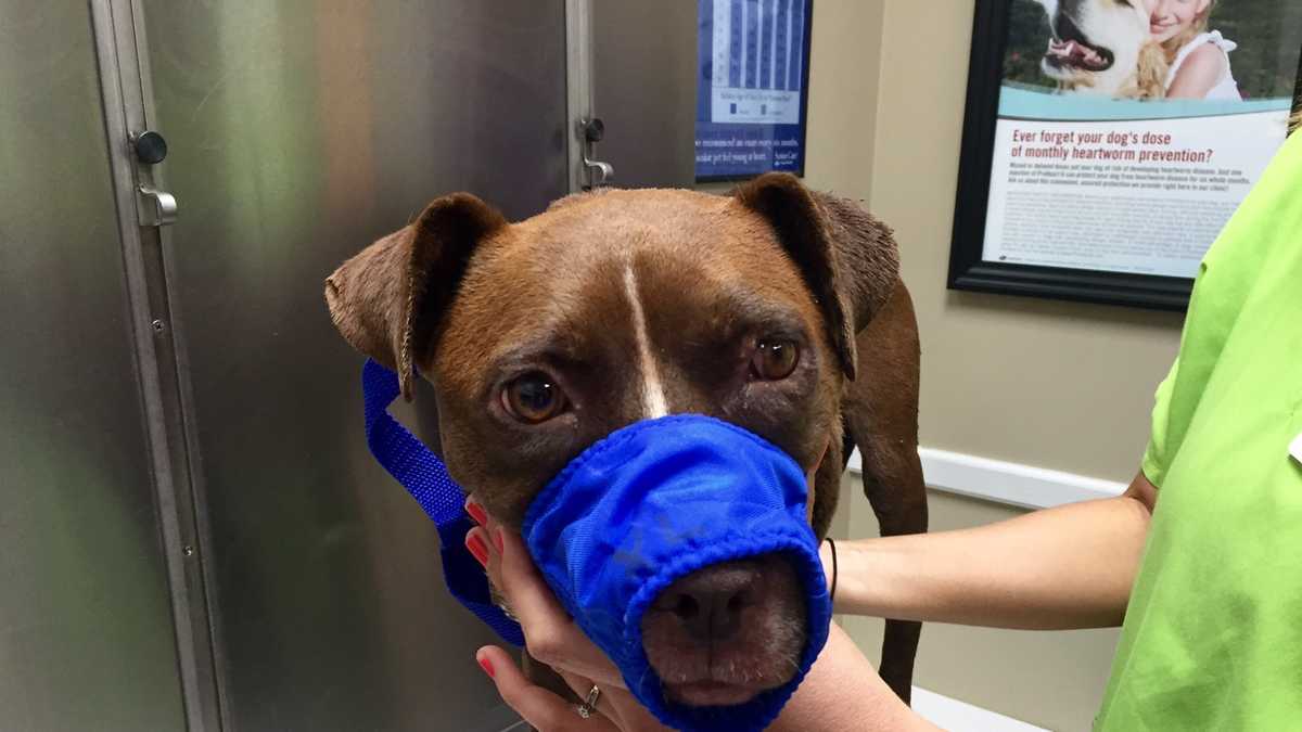 GRAPHIC Dog found with collar, cords deeply embedded in neck