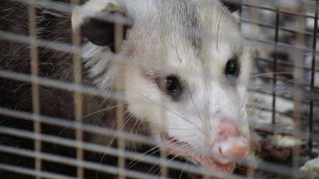 Is Trapping an Opossum Legal?