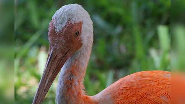 Was this ibis bird painted orange?