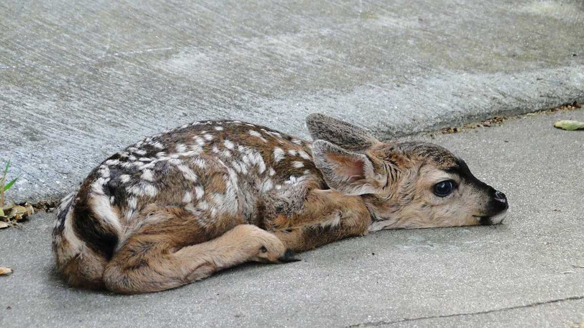 Fawn born on Pacific Grove home's welcome mat