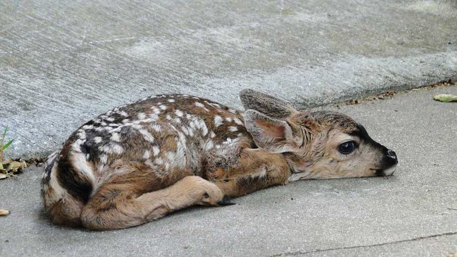 This fawn slept on a Pacific Grove home's welcome mat on Tuesday. (April 24, 2012)