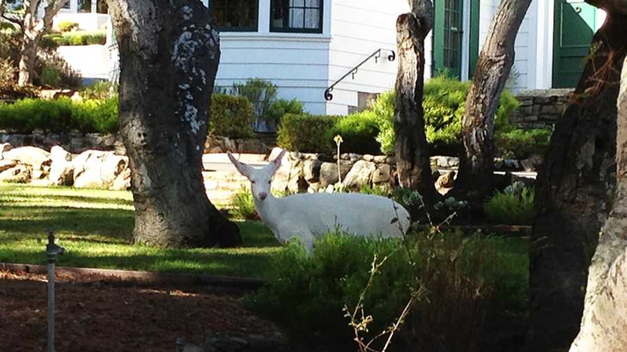 A white deer in Monterey (Dec. 7, 2012)