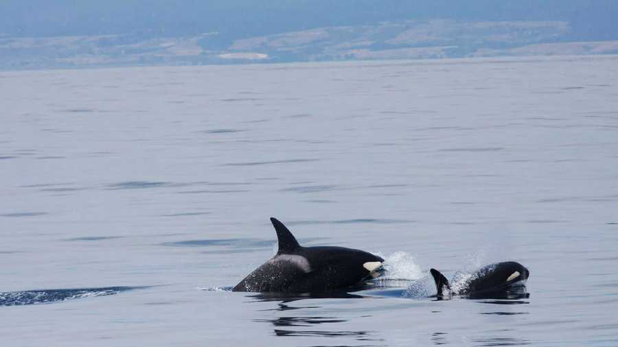 Life for orca whales outside of SeaWorld, like these two swimming through the Monterey Bay, is far different. 