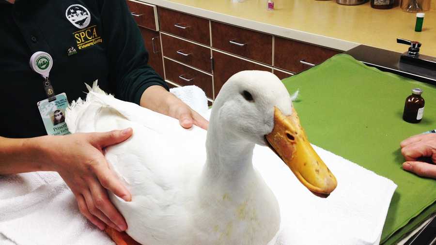 Tubby the ducky is expected to recover. 