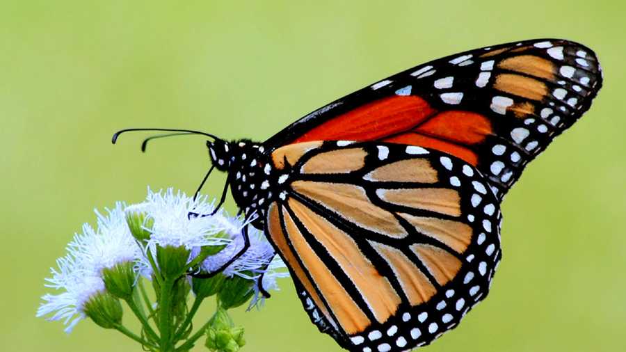Monarch butterfly count