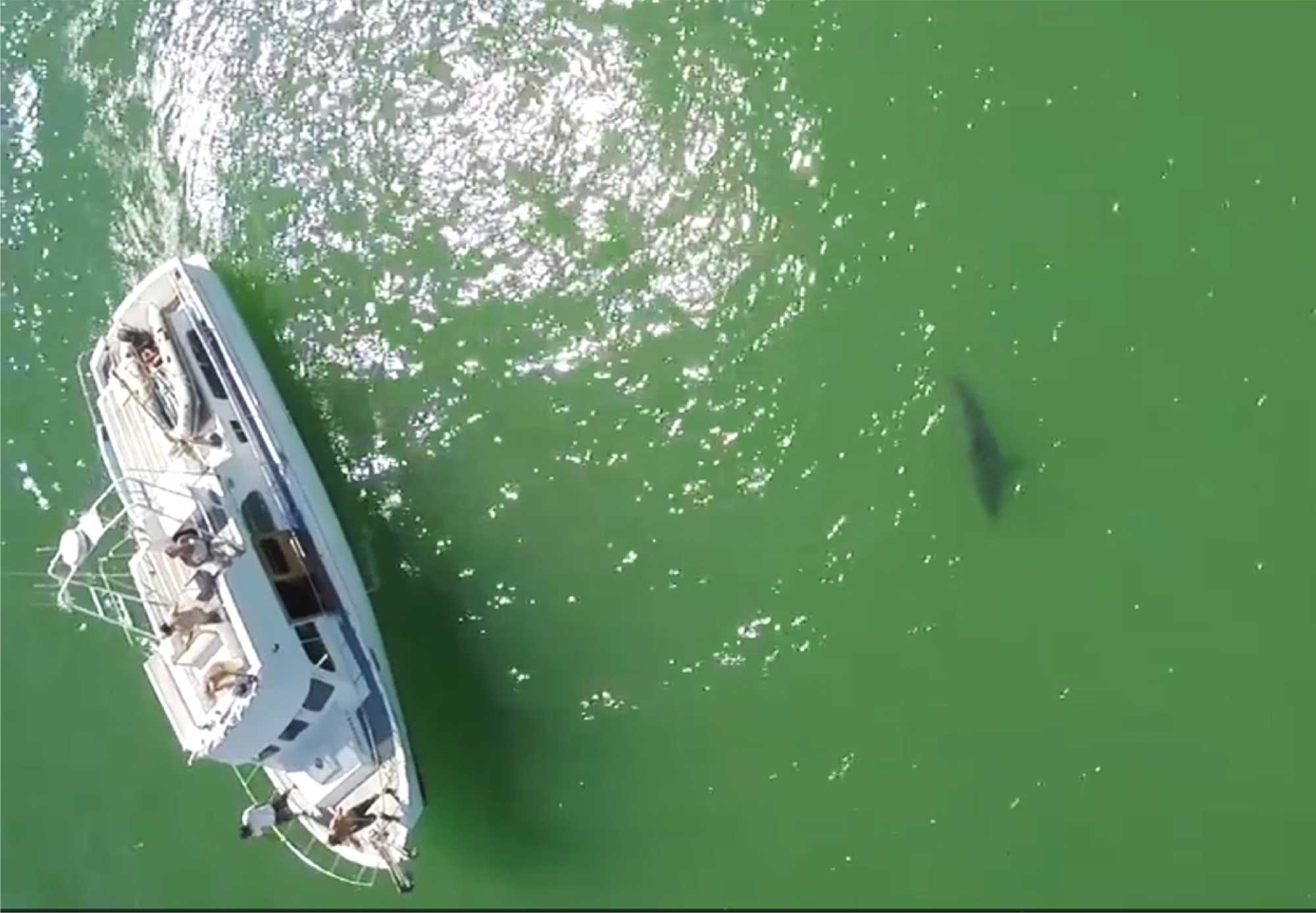 Great white sharks still swimming at Aptos Capitola beaches