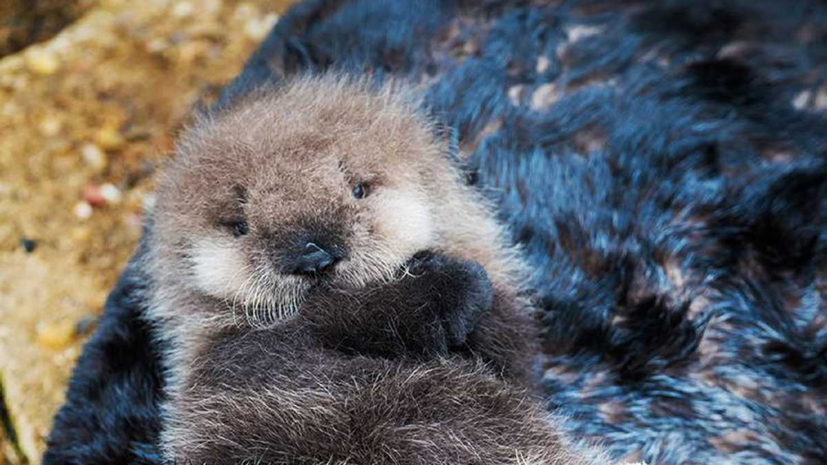 PHOTOS: Wild sea otters give birth in Monterey tide pool