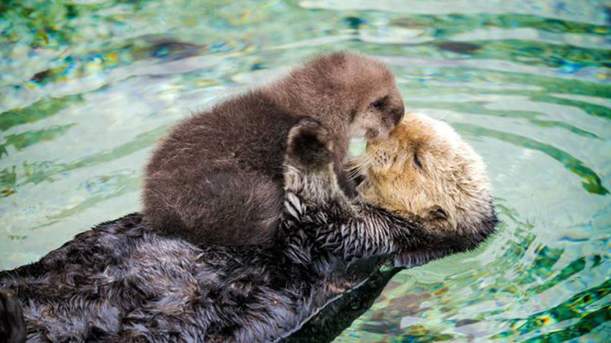 PHOTOS: Wild sea otters give birth in Monterey tide pool