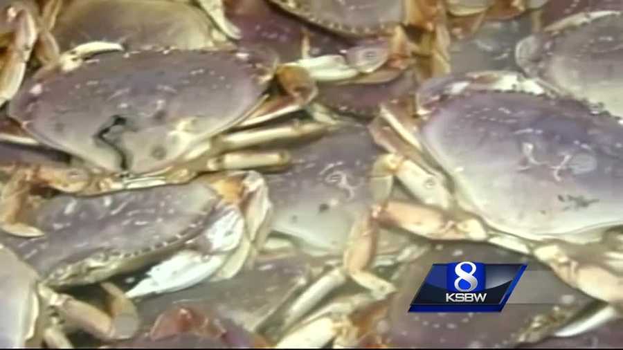 A UC Santa Cruz Professor shares the latest research on the algae bloom that contaminated crabs along the Pacific Coast and why they are still off limits