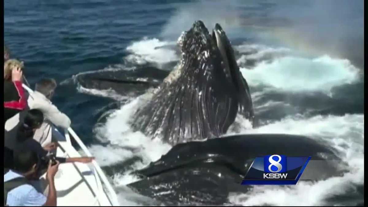 Monterey WhaleFest offers learning opportunities