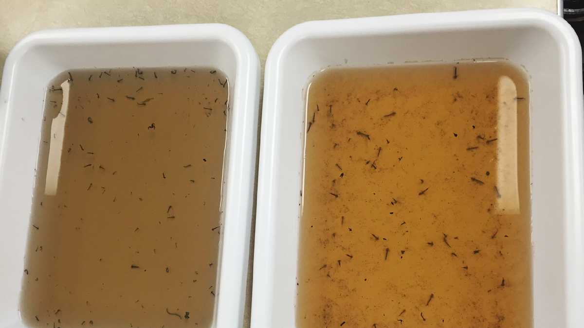 Is Your Community Next Eee Carrying Mosquitoes Found In Central Mass - ona7cdj