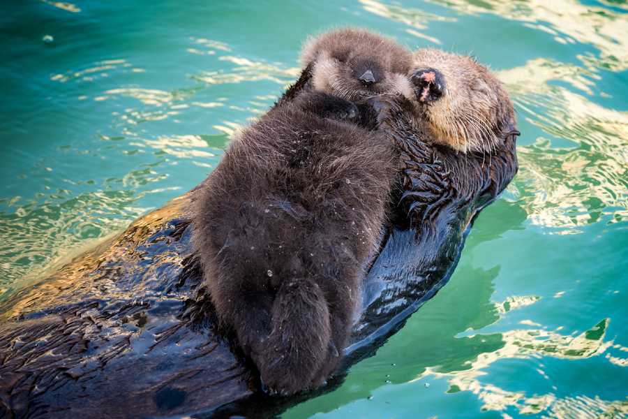 PHOTOS: Wild sea otters give birth in Monterey tide pool