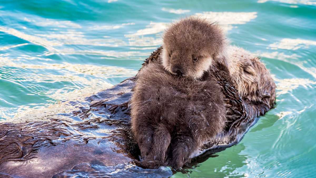 PHOTOS: Wild sea otters give birth in Monterey tide pool