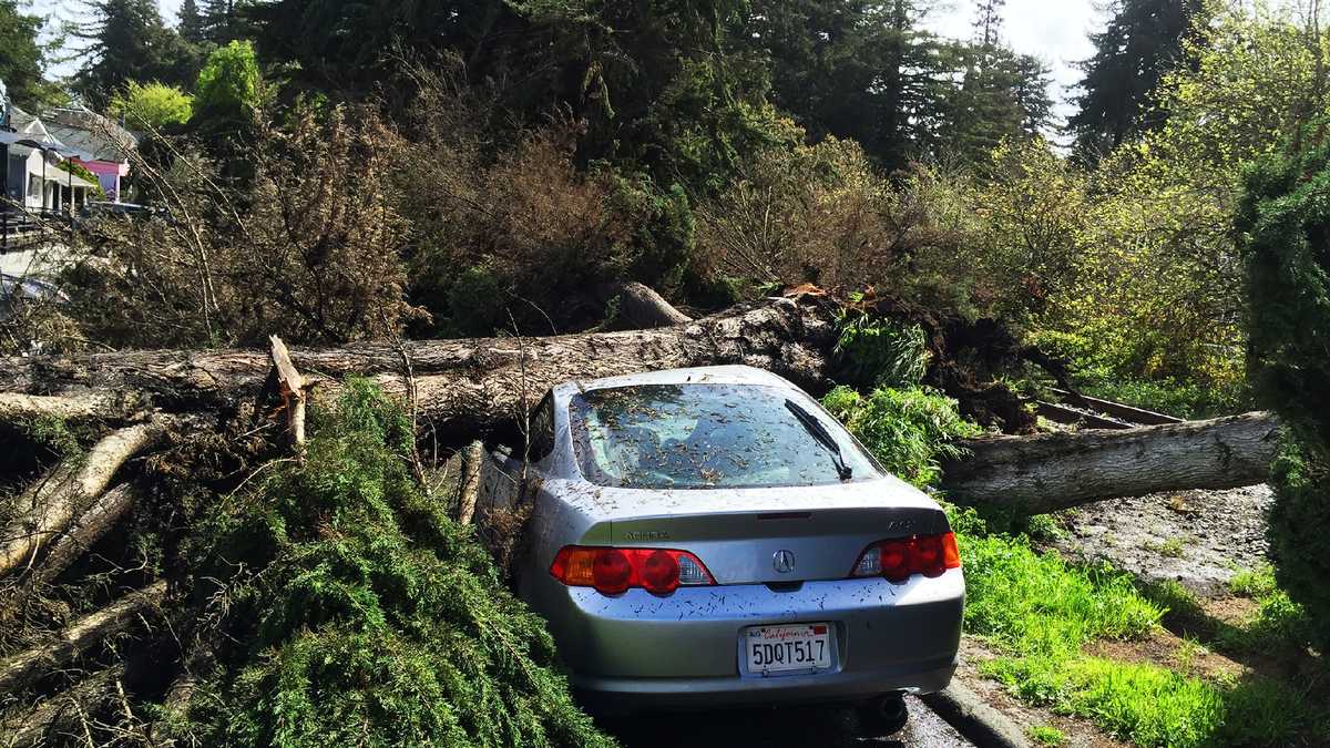 PHOTOS Tree falls on cars in Aptos during Friday storm