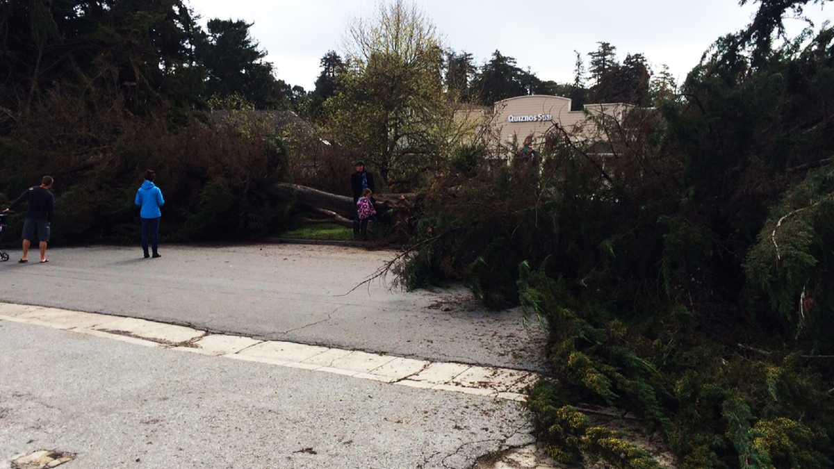 PHOTOS Tree falls on cars in Aptos during Friday storm