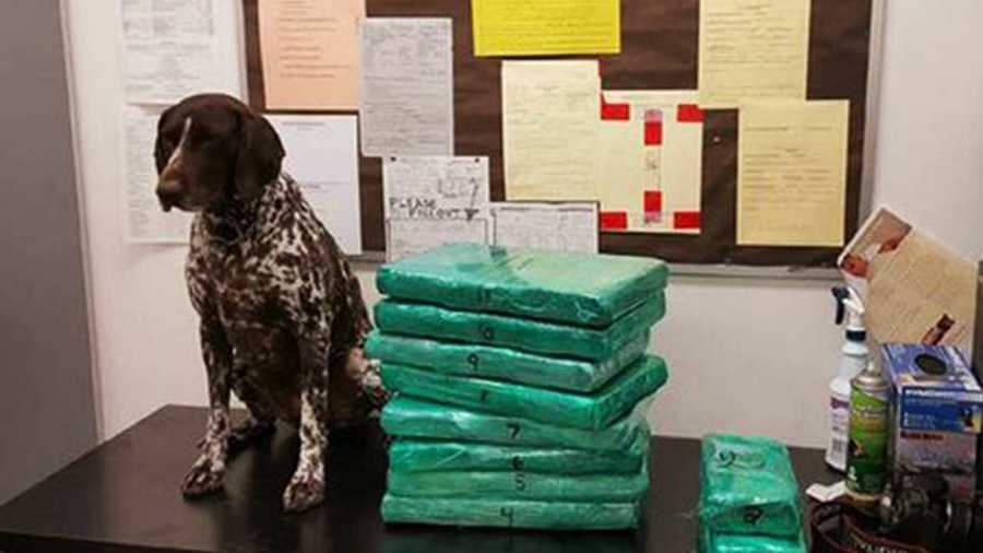 Cocaine is stacked next to a dog.