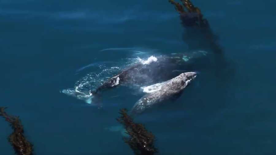 Gray whales in Big Sur
