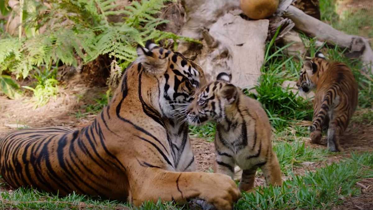Endangered tiger cubs officially named at San Diego Zoo Safari