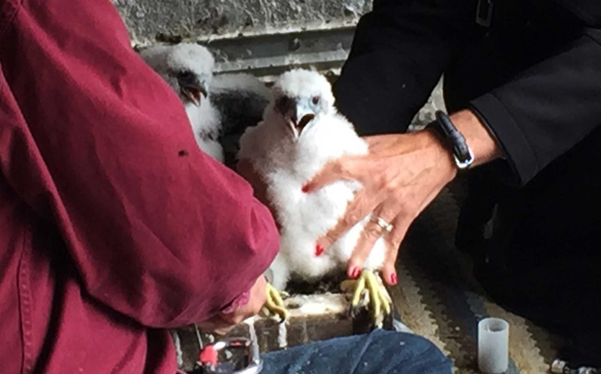 UC Santa Cruz researchers check out peregrine falcon chicks