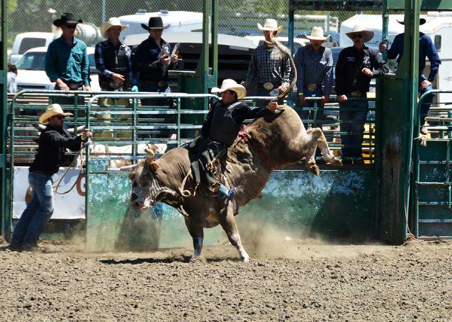 PHOTOS: Cute animals at the Salinas Valley Fair