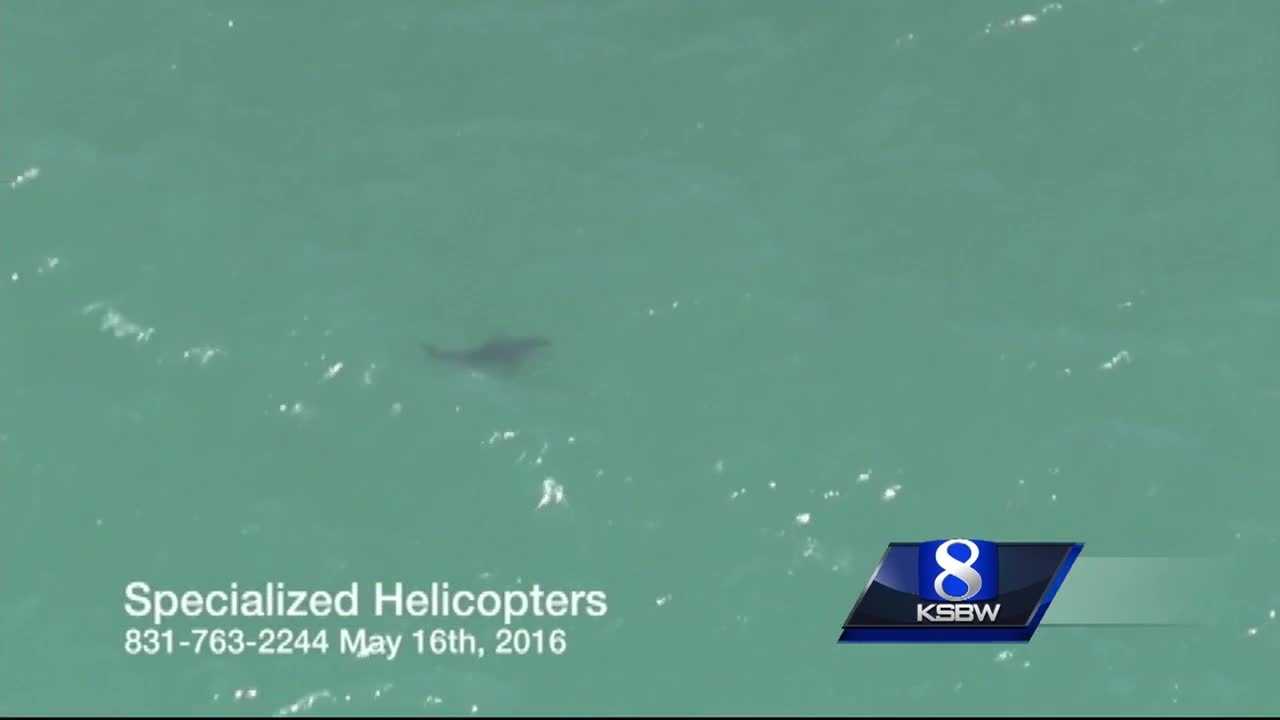 Great white sharks return to Aptos Cement Ship