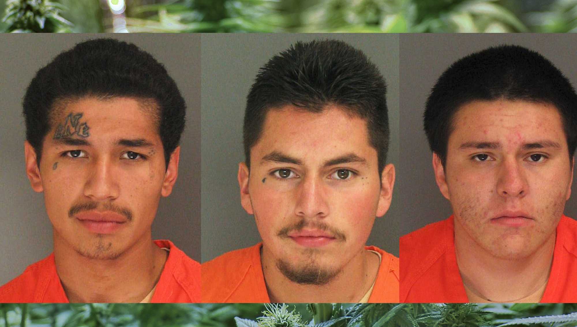 Teens went on pot shop burglary spree across Santa Cruz County