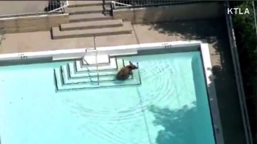 breaking bad bear in pool