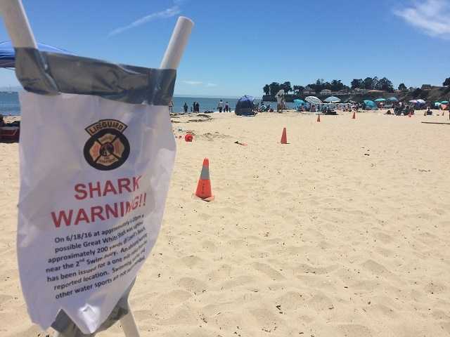 Great white shark spotted at Cowell Beach in Santa Cruz