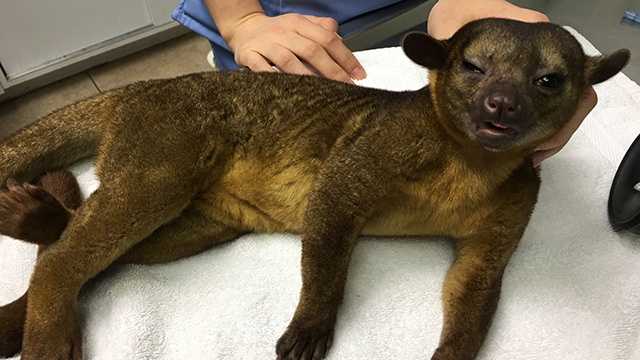South Florida woman wakes up to exotic critter asleep in her bed South Florida woman wakes up to exotic critter asleep in her bed