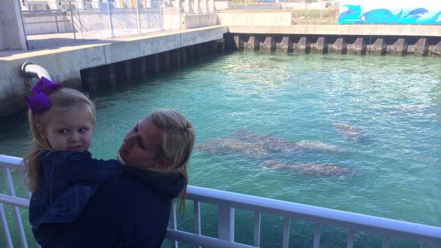 Manatees, sightseers flock to power plant