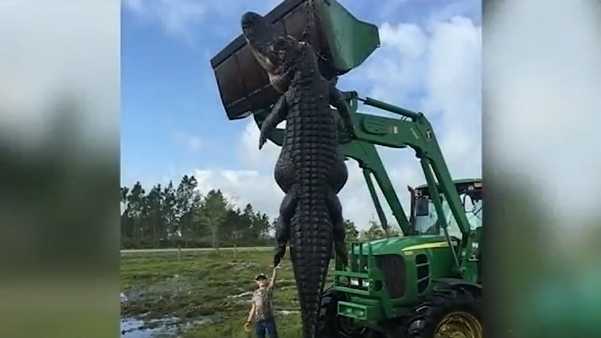 Giant Gator Is Not Fake Hunter Says