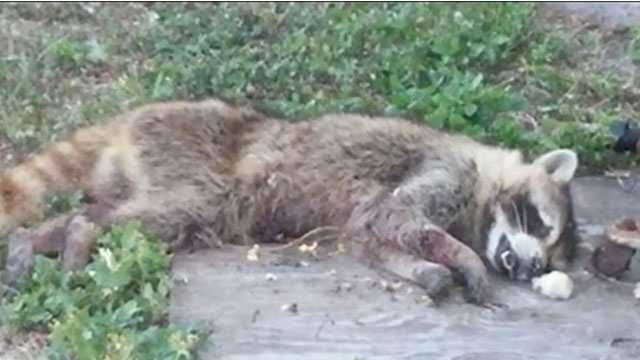 Wpbf News Exclusive Woman Who Was Attacked By Raccoon Speaks About Ordeal