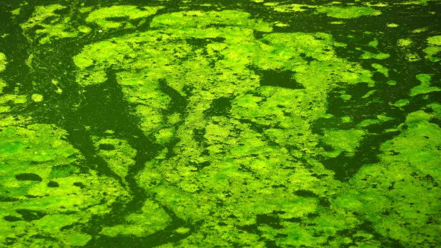 Toxic algae