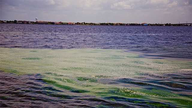 Algae Bloom Continues To Affect Beach Life