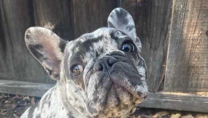 how to find out if my french bulldog is pregnant