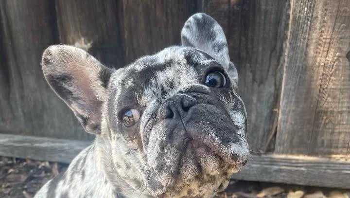 Hollister dog theft victim says stolen French Bulldog was pregnant