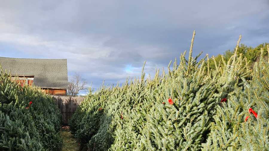 New Hampshire's best Christmas tree farms of 2024