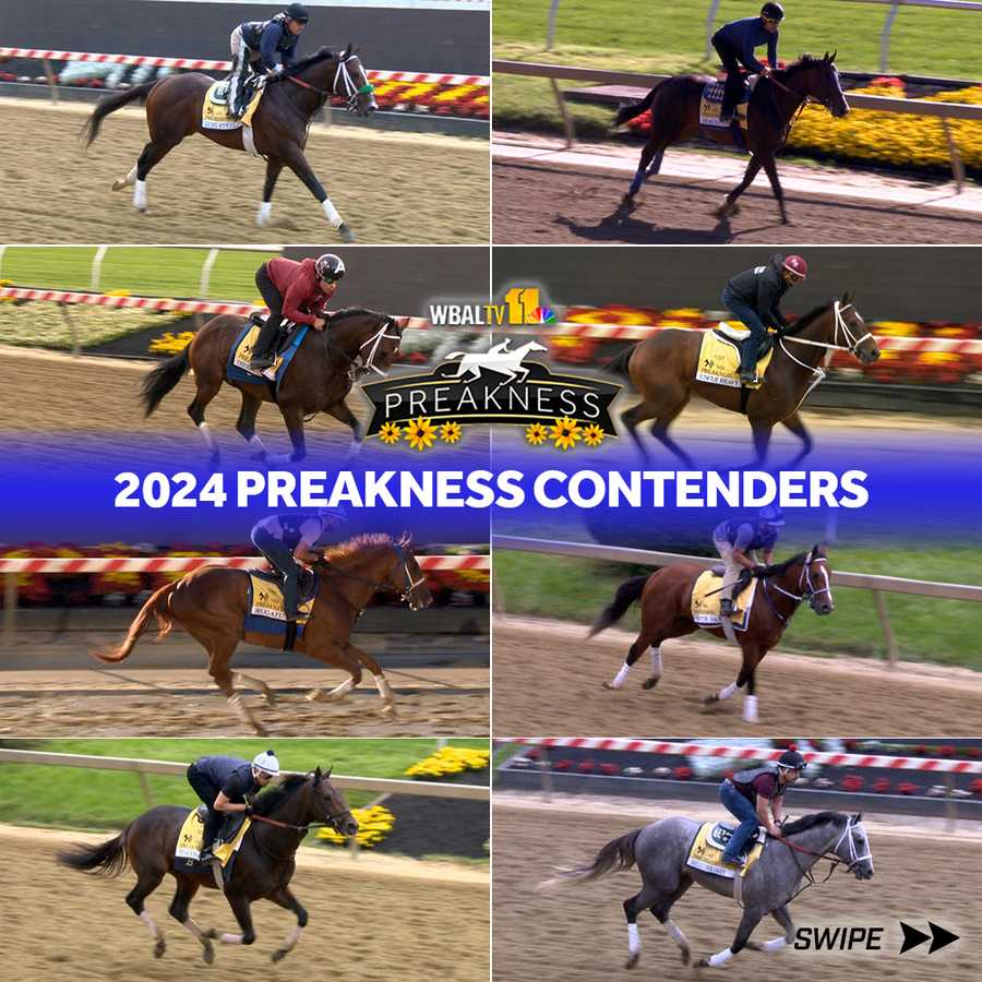2024 preakness horses