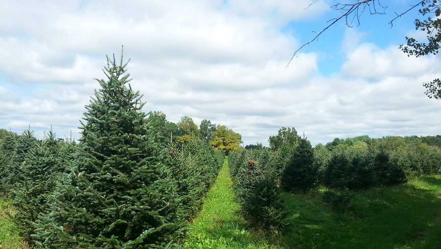 Viewers' Choice 2018: Best Christmas tree farms in New Hampshire