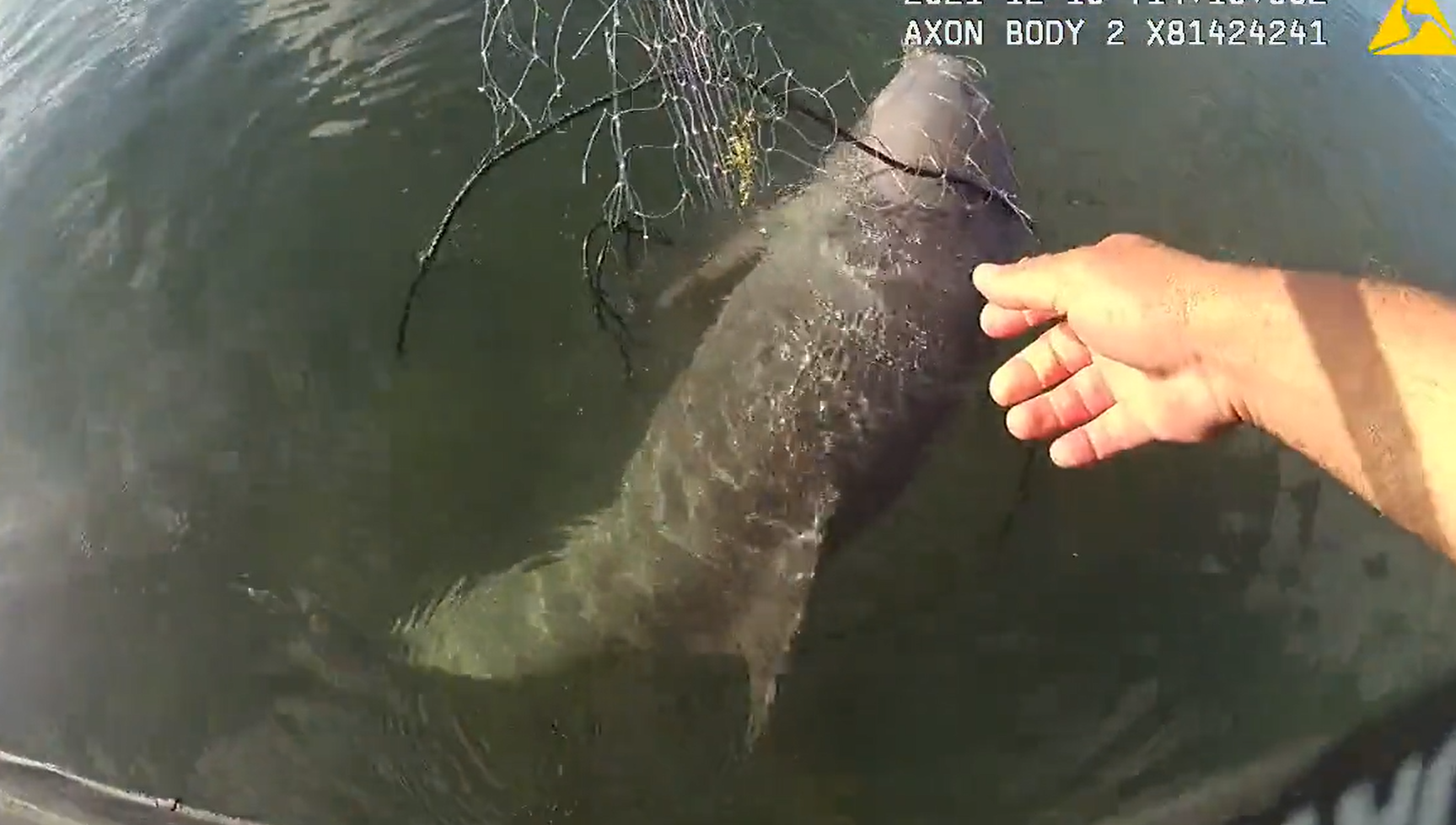 'I got you, buddy': Watch a Florida police officer rescue a trapped dolphin